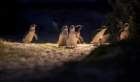 penguinparade11small_small.jpg